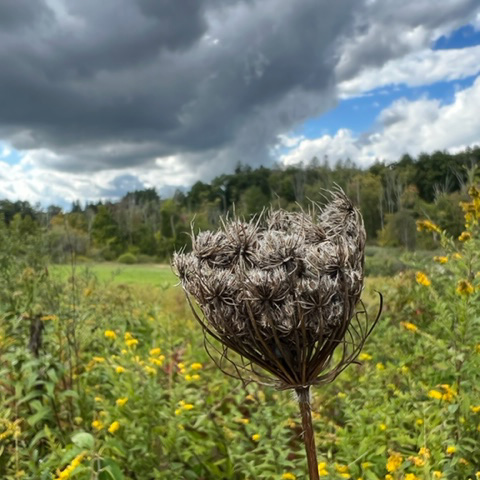 Graham Thompson Preserve