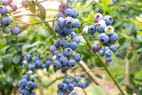 Cultivated blueberry berries and leaves branch.